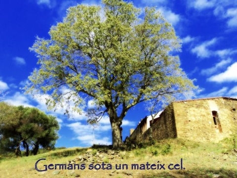 wwwDSC02668_arbre_de_la_vida